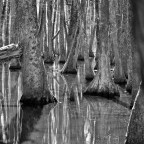 Cypress Swamp on the Natchez Trace