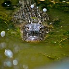 A Visit to Neverland