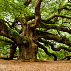 Mine Eyes Have Seen the Glory